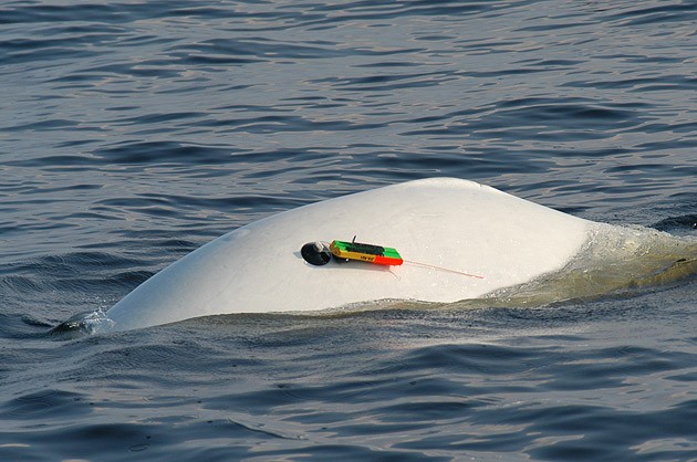 sci-BLV050610_1033-grm