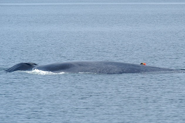 sci-BPJ040826_1130-grm